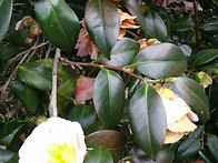 유달산 동백꽃