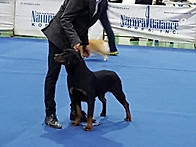 마야 FCI도그쇼