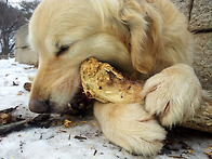 동우의 환상의 개껌?