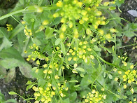 신탄진 벚꽃구경 하세요