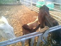 너네 엄마젖 내가..