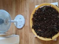 불로장생주 건조과정 