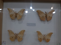 나비(한국 나비 종류)-