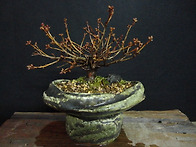 털진달래 와 금당화