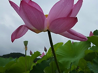 연꽃