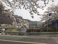 🌼벚꽃 라이딩^^🌼