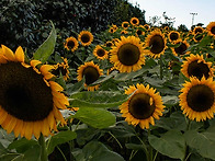 불설 관무량수경 ..