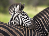 [자연] 배경화면