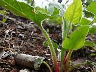 참취 산나물이야기