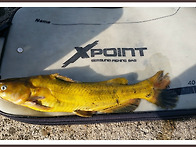 음성 용계저수지 빠가사리..