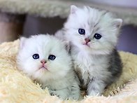너무나도 귀엽고 이쁜 냥이..