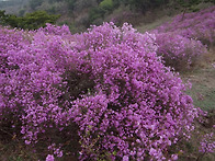 강화 고려산 진달..