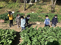 단체-견학(주말농장 고구마..