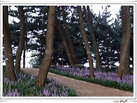 맥문동(장항 송림숲)