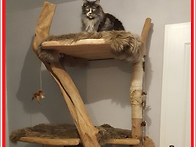 wp26 고목 고양이캣타워 ..