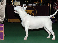 2010 Westminster -..