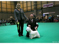 2013 CRUFTS BOB