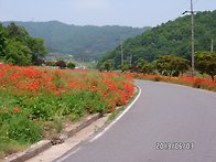 심동리 늦은 유채꽃과 꽃양..