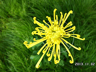 전남 화순 국화 축제