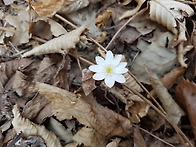 변산반도 야생화