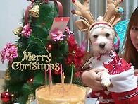 크리스마스파티and생파