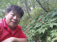 산양산삼 씨앗개갑과정