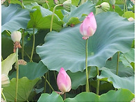 경주 안압지옆 연 밭 입니..