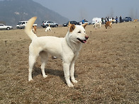 부여 한국견 전람..