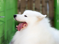 마루