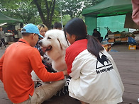 고창청보리밭