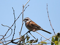 멧새 Meadow Bunting..