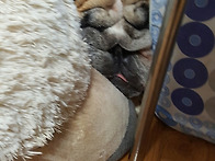 꿀잠 보니.