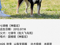인스타 시바