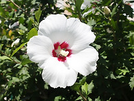 "나라사랑 평화나..