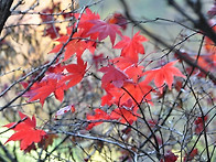 2014 고운 가을빛
