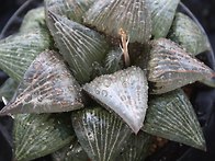 H. retusa 'Daketor..