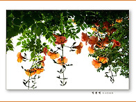 능소화의 계절 2