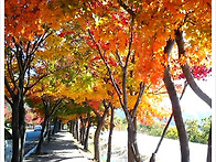 팔공산 단풍길