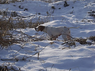 애견 토니의 포인모습