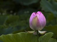 LOTUS FLOWER