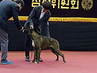 부가티 FCI도그쇼