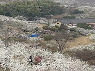 광양매화마을 전경인데 카..