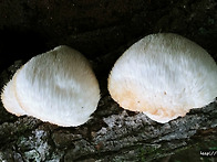 참나무줄기 노루궁..