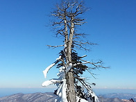 발왕산 겨울나무