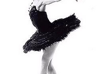 내가 좋아하는 흑조♡