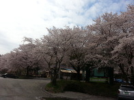 추월산의 벚꽃