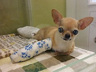 뽀삐 앞다리골절 수술