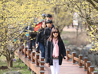 구례 산수유축제장에서