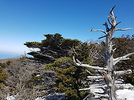 한라산 "영실계곡" 봄이 ..