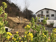배추꽃